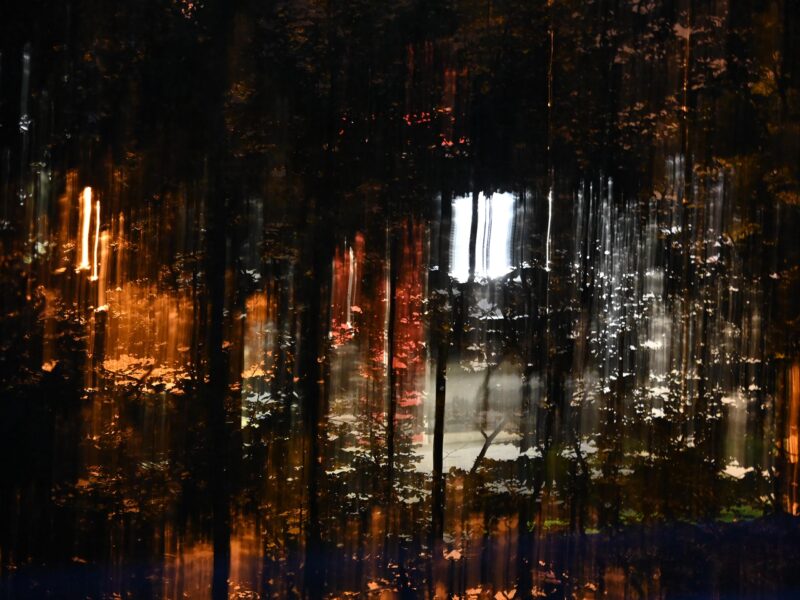 Der mystische Wald